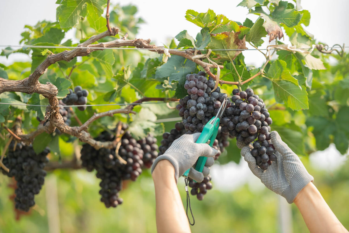 Grape Vine & Cane Girdling