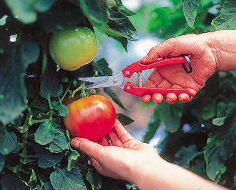 ARS 7" Gardening Snips (SE-45)